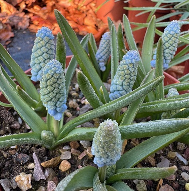 Muscari Baby's Breath AGM